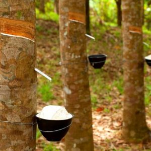 Sự Thật Về Cao Su Latex: Tốt Hay Hại? Có Gây Dị Ứng Không?