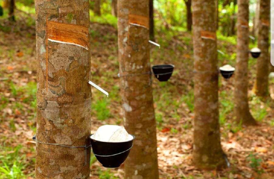 Cao su latex (thường được gọi tắt là latex) là một thuật ngữ chỉ mủ của cây cao su (Hevea Brasiliensis) ở dạng lỏng